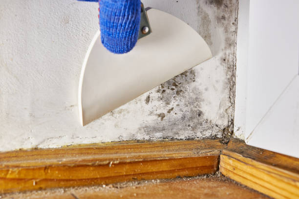 Best Water Damage & Mold Remediation  in Shoreline, WA