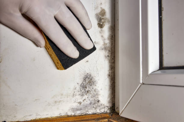 Best Environmental Consulting for Mold Prevention  in Shoreline, WA